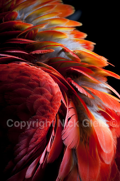 Parrot Feathers 39I7524