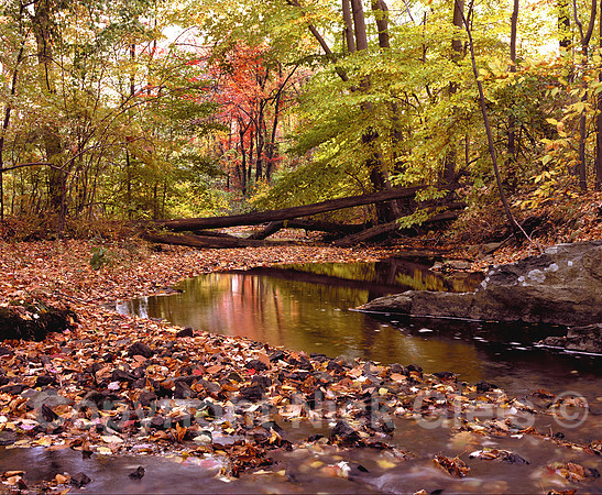Winding brook
