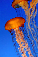 jelly fish 0324 -39