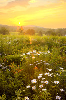 Sunrise Wild Flowers ©