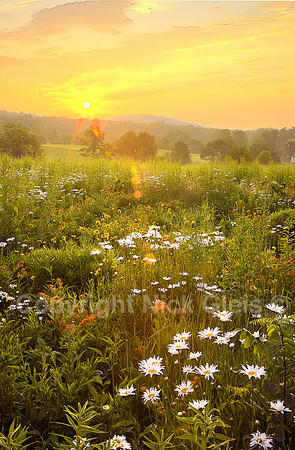 Sunrise Wild Flowers ©