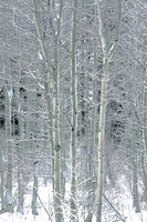 Snow White Aspen's