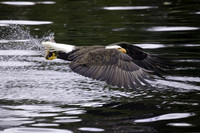 full-flaps