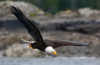 Soaring-Maurader