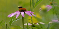 Gathering Pollen