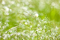 Morning Grass