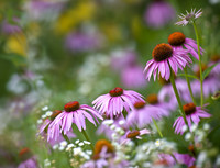 Pink Cone Flowers 1