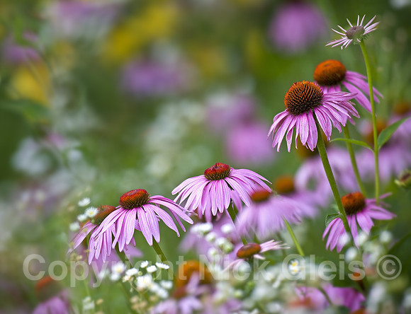 Pink Cone Flowers 1