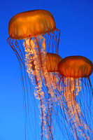jelly fish 0324 -04