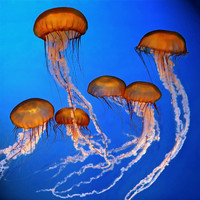 jelly fish 0324 -37