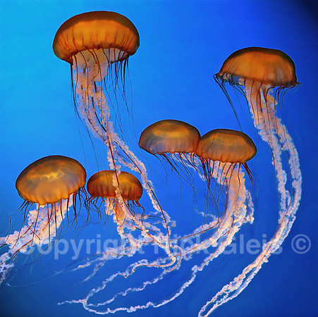 jelly fish 0324 -37