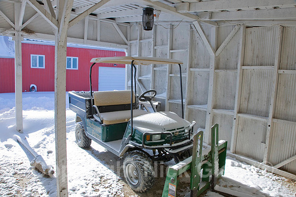 the mule in winter