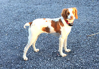 Pixel