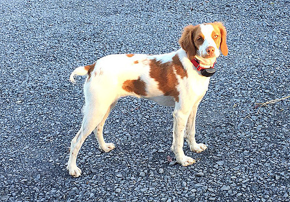 Pixel