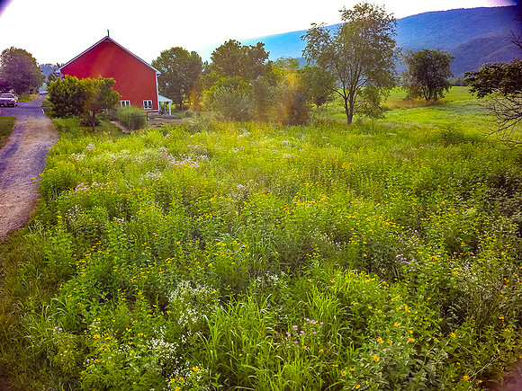 Wild Flowers 7/1/16