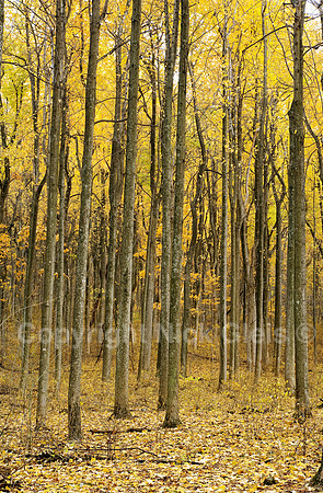 Fall Trees Blue Ridge