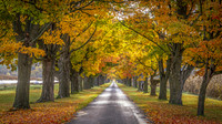 Fall Driveway