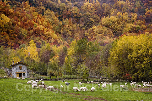 Swiss Farm 0524-168