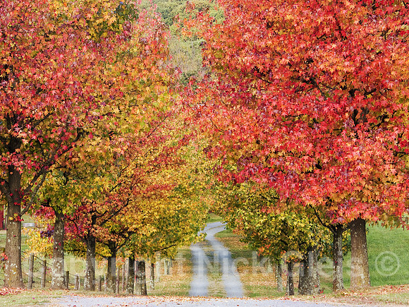 Fall Roadway