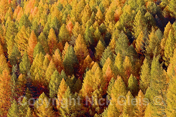 Swiss Fall 0524-107